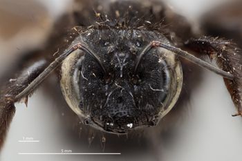 Media type: image;   Entomology 810644 Aspect: head frontal view